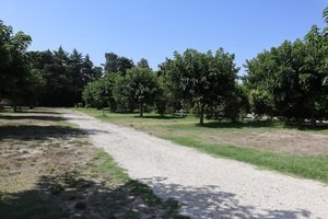 Les Micocouliers