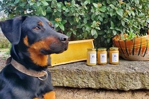 Un Mâtin aux abeilles