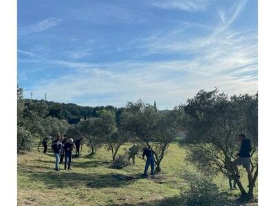 Concours "Francis Falabrègue" de taille des oliviers