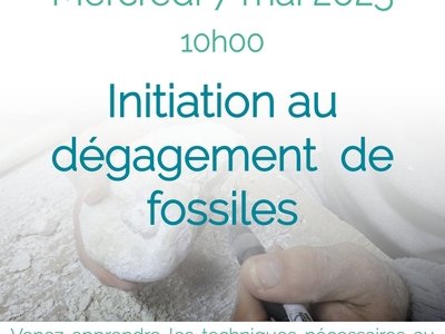 Atelier d'initiation au dégagement de fossiles