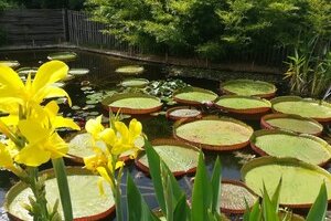 Découvrez le jardin Bambous en Provence