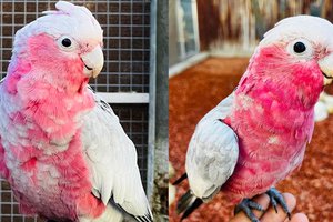 Parc Animalier - L'Arche de Méo