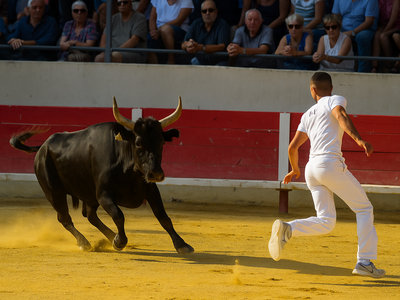 Course camarguaise Trophée Avenir