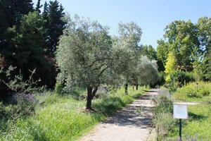 Jardin des simples