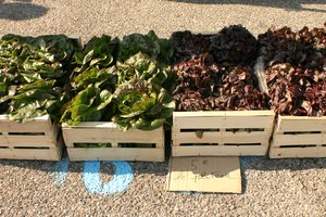 Marché des producteurs