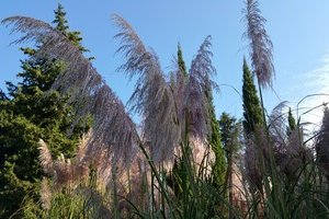 La Souste de Jean