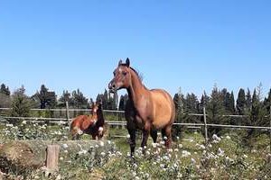 JC Ranch