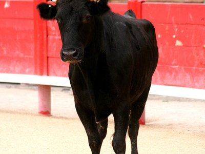 Course Camarguaise de l'Avenir