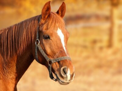 Poney Club des Tours