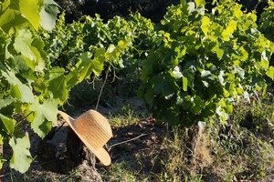 La Route des Vins en Terre de Provence