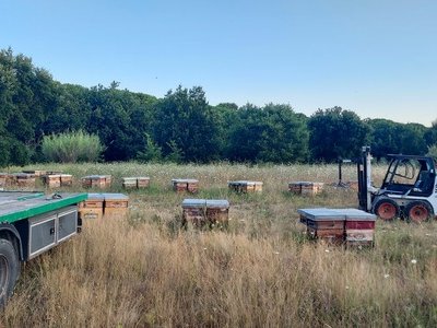 Le Voyage des Abeilles