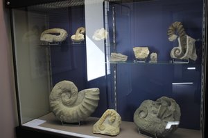 Musée Urgonia