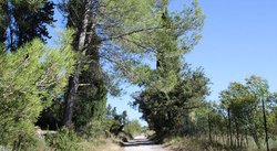 Pinède