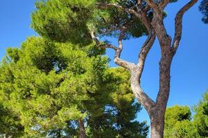 Aire de pique-nique de l'Esplanade du Chateau