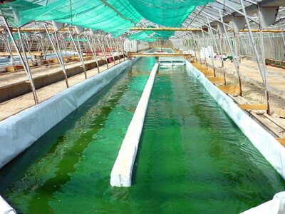 La Ferme des Parpaiouns - Couleur Spiruline