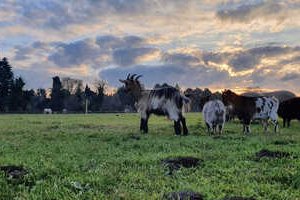 Les Truck Lodges des Animaux et Marino