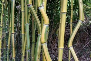 Découvrez le jardin Bambous en Provence