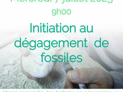 Atelier d'initiation au dégagement de fossiles