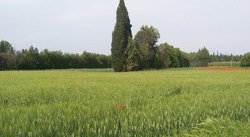 Champ de blé 