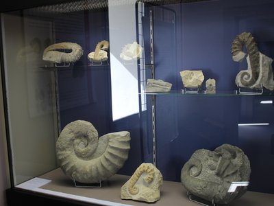 Visite du Musée Urgonia