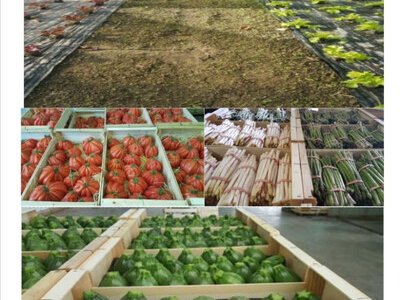 Producteurs du Sud