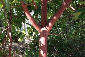 Découvrez le jardin Bambous en Provence