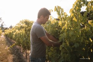 La Route des Vins en Terre de Provence