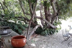 Mas Provençal