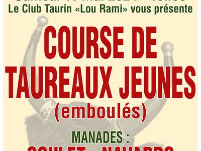 Course de taureaux jeunes