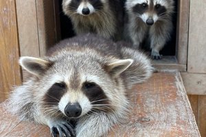 Parc Animalier - L'Arche de Méo