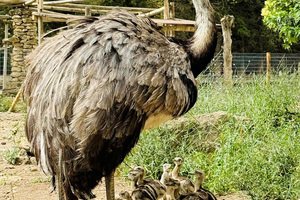 Parc Animalier - L'Arche de Méo