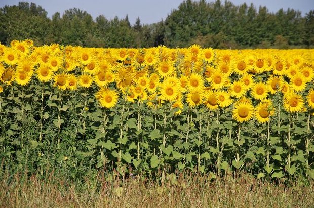 Champ de tournesol à Saint-Andiol