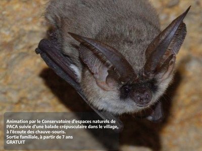 Nuit internationale des chauves-souris