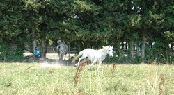 Cheval au galop
