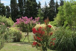 Découvrez le jardin Bambous en Provence