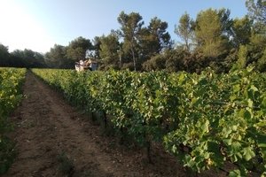 La Route des Vins en Terre de Provence