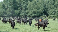 Manade des orgonens à Noves