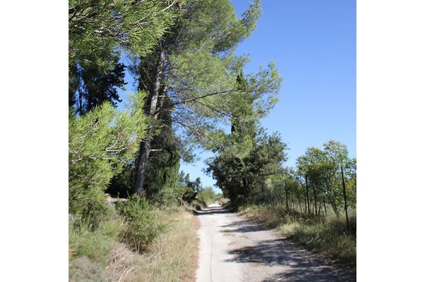 Pinède