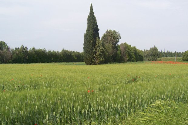 Champ de blé 