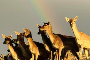 Parc Animalier - L'Arche de Méo