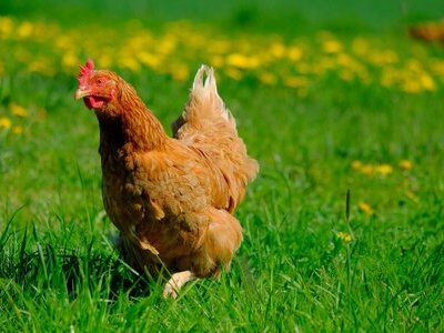 Les Poulettes de Bazaine