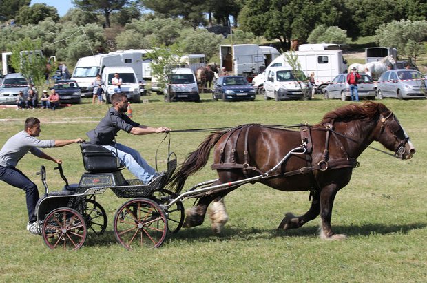 Journée du cheval de trait à Châteaurenard
