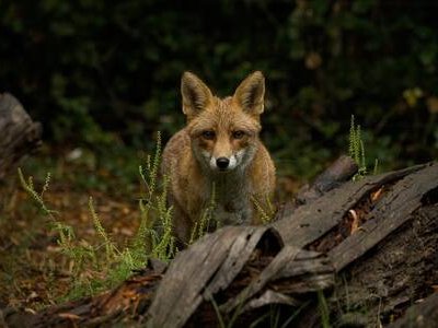 Ateliers Les Animaux et Marino