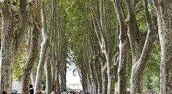 Parc du château de Saint-Andiol