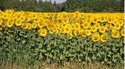 Champ de tournesol à Saint-Andiol