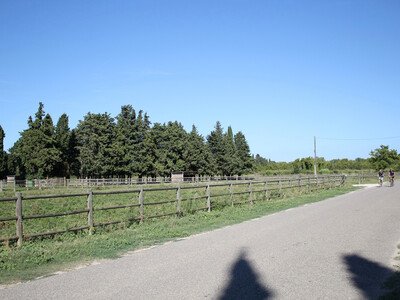Saint Andiol - Verquières : L'arbre et le patrimoine