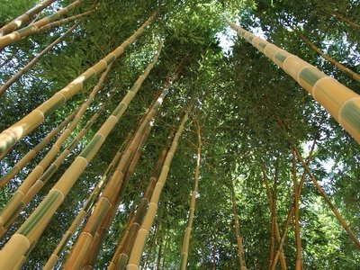 Découvrez le jardin Bambous en Provence