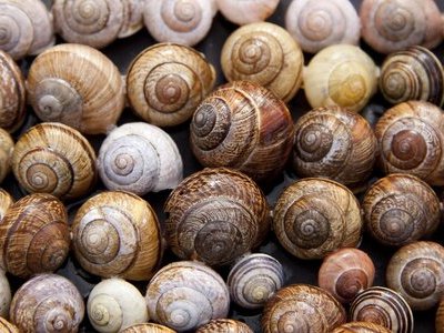 Jocelyn Poudevigne - escargots