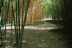 Découvrez le jardin Bambous en Provence