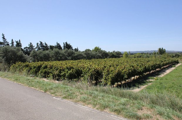 Vignes